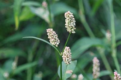 <i>Persicaria maculosa</i>