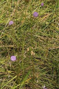 <i>Succisa pratensis</i>