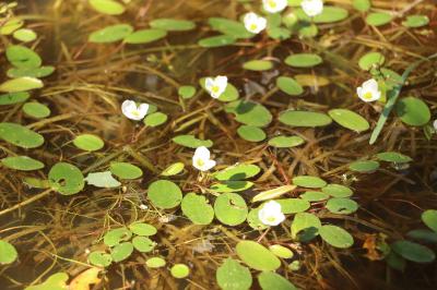 <i>Luronium natans</i>