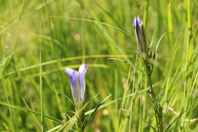 <i>Gentiana pneumonanthe</i>