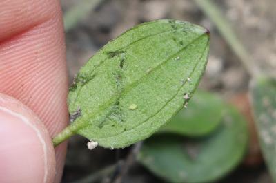 <i>Luronium natans</i>