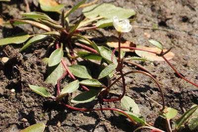 <i>Luronium natans</i>