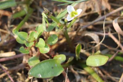 Alismataceae