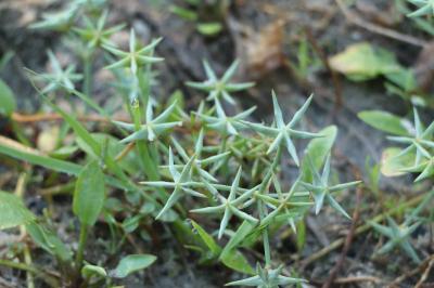 <i>Damasonium alisma</i>