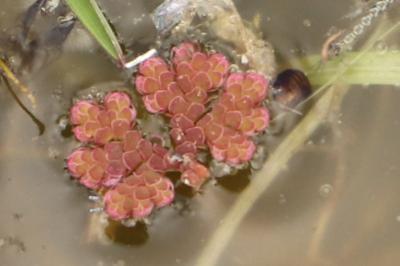 <i>Azolla filiculoides</i>