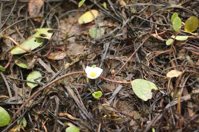 <i>Luronium natans</i>