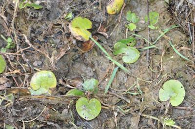 <i>Hydrocharis morsus-ranae</i>