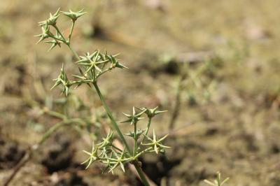 <i>Damasonium alisma</i>