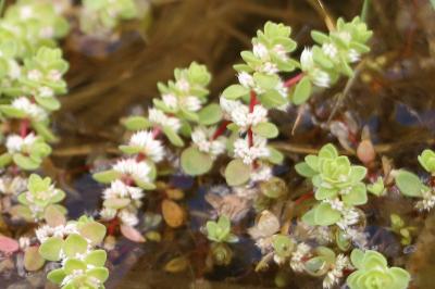 <i>Illecebrum verticillatum</i>