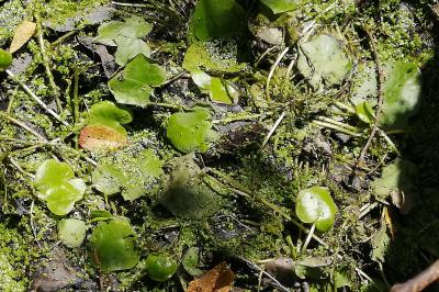 <i>Hydrocharis morsus-ranae</i>