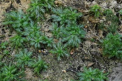 <i>Hottonia palustris</i>