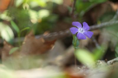 <i>Vinca minor</i>