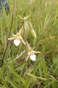 <i>Epipactis palustris</i>