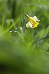 <i>Narcissus pseudonarcissus</i>