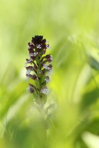 <i>Neotinea ustulata</i>