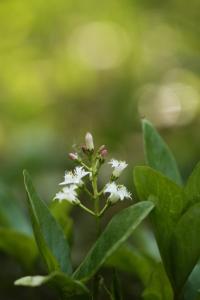 <i>Menyanthes trifoliata</i>