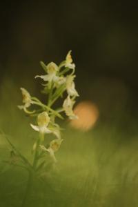 <i>Platanthera chlorantha</i>