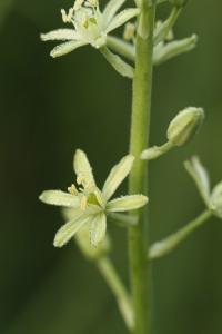 <i>Loncomelos pyrenaicus</i>