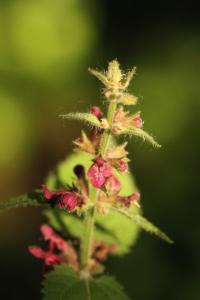<i>Lamium purpureum</i>