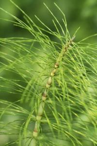 <i>Equisetum telmateia</i>
