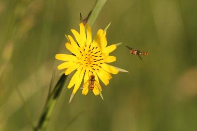 <i>Tragopogon pratensis</i>