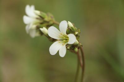 Saxifragaceae