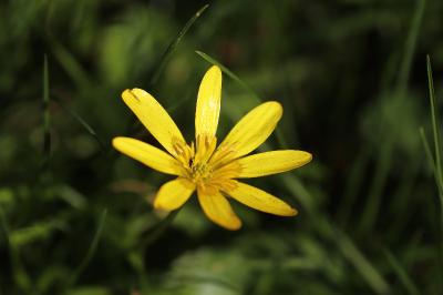 <i>Ficaria verna</i>