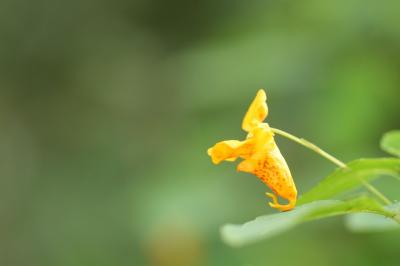 <i>Impatiens capensis</i>