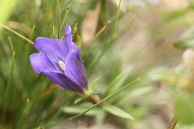 <i>Gentiana pneumonanthe</i>