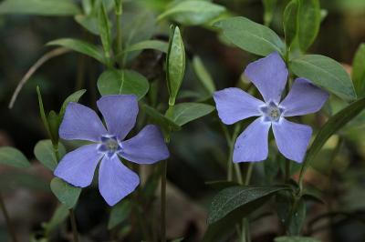 <i>Vinca minor</i>