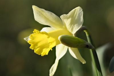 Amaryllidaceae