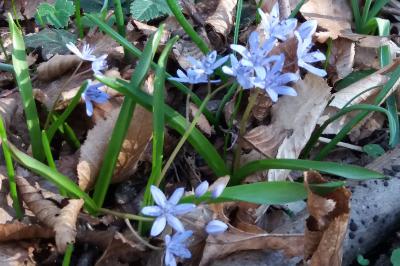 <i>Scilla bifolia</i>