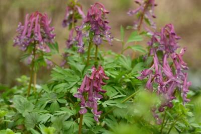 <i>Corydalis solida</i>