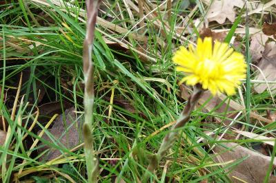 <i>Tussilago farfara</i>