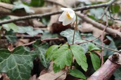 <i>Anemone nemorosa</i>