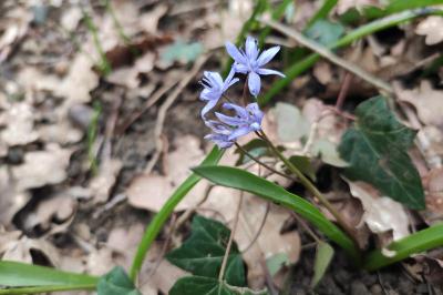<i>Scilla bifolia</i>