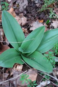 <i>Orchis purpurea</i>