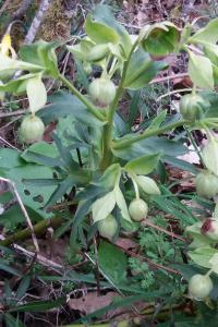 <i>Helleborus foetidus</i>