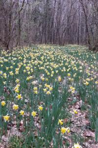 <i>Narcissus pseudonarcissus</i>