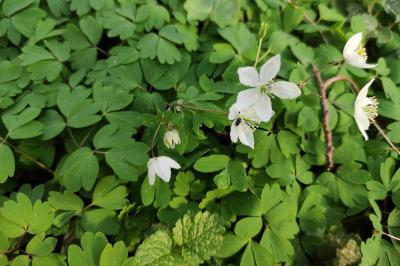 <i>Isopyrum thalictroides</i>