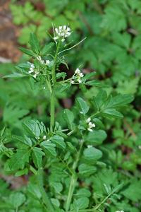 <i>Cardamine flexuosa</i>