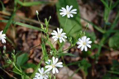 <i>Rabelera holostea</i>
