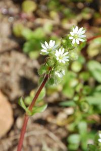 <i>Stellaria media</i>