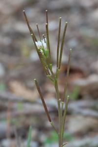 <i>Cardamine hirsuta</i>