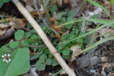 <i>Cardamine hirsuta</i>