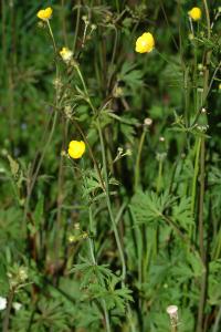<i>Ranunculus acris</i>