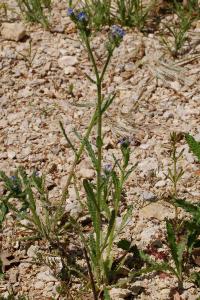 <i>Lycopsis arvensis</i>