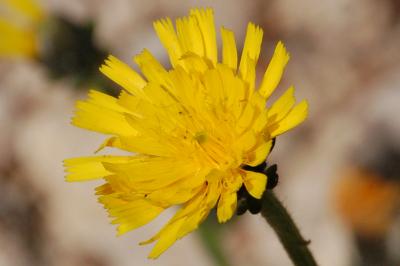 Asteraceae