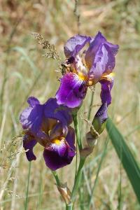 <i>Iris germanica</i>