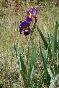 <i>Iris germanica</i>